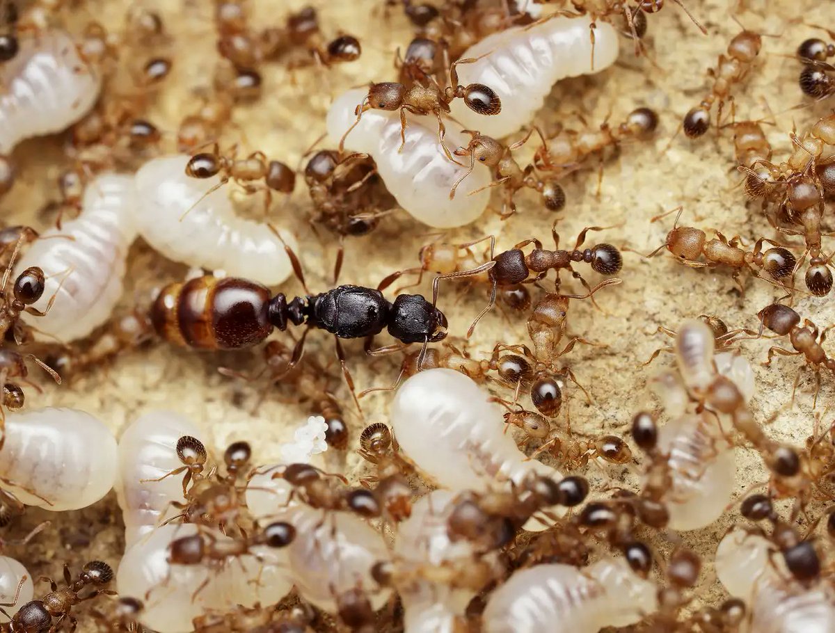 The Onion tweet media