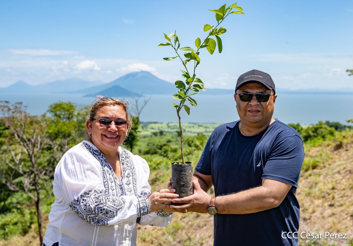 Avanza en #Nicaragua la campaña nacional de reforestación verde que te quiero verde. Más de 2 mil plantas de distintas especies fueron plantadas en la reserva natural península de chiltepe ubicado en el municipio de #Mateare.