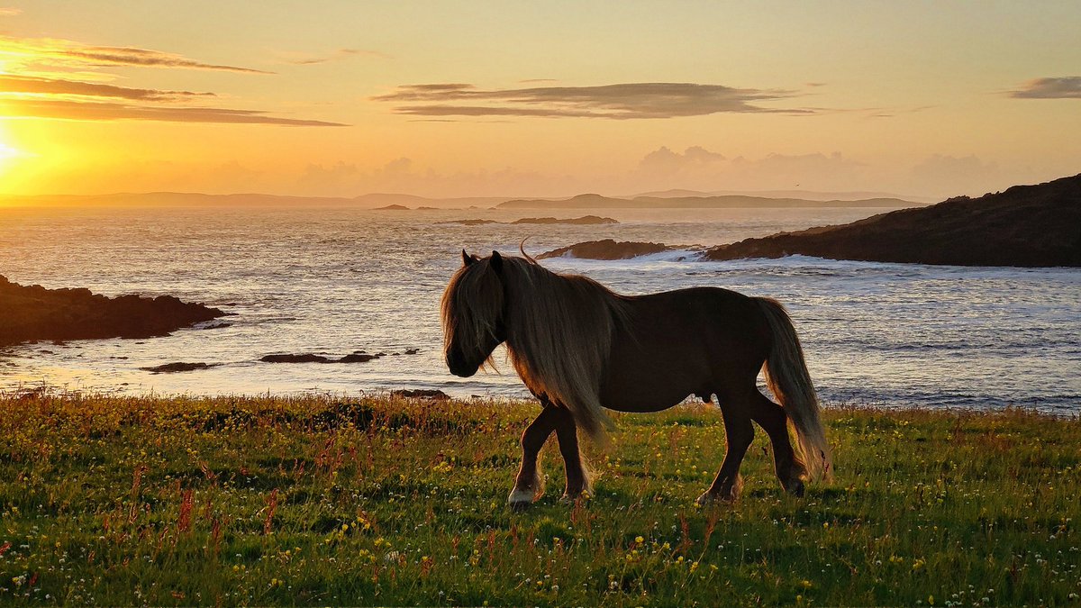 The magic of summer light #Shetland