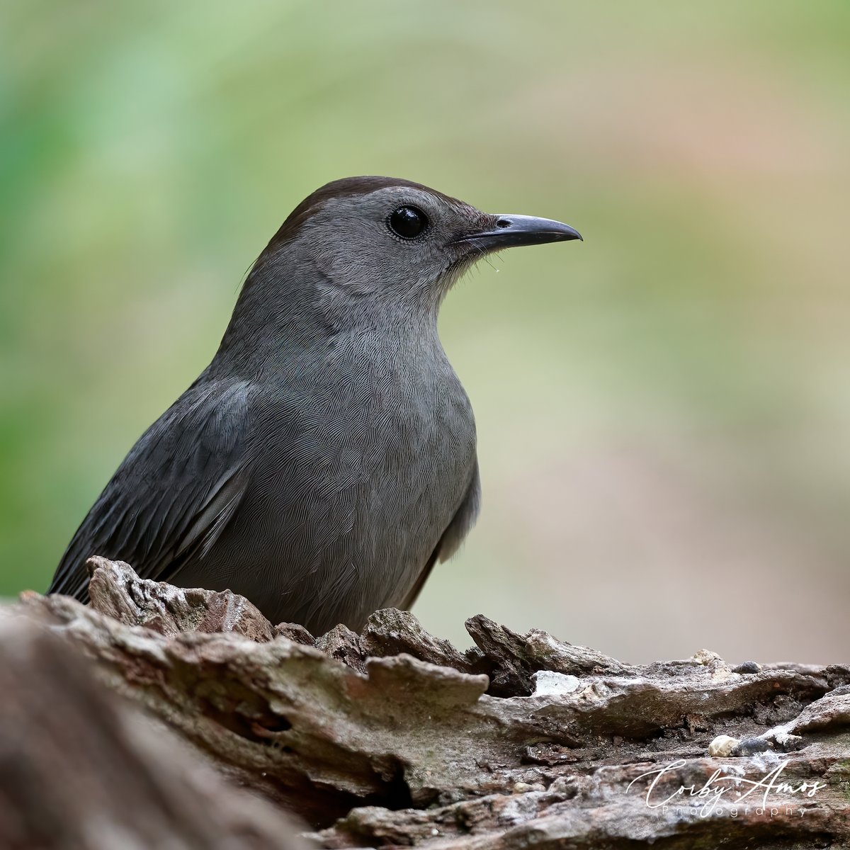 Gray Catbird
.
ko-fi.com/corbyamos
.
linktr.ee/corbyamos
.
#birdphotography #birdwatching #BirdTwitter #twitterbirds #birdpics #BirdsofTwitter