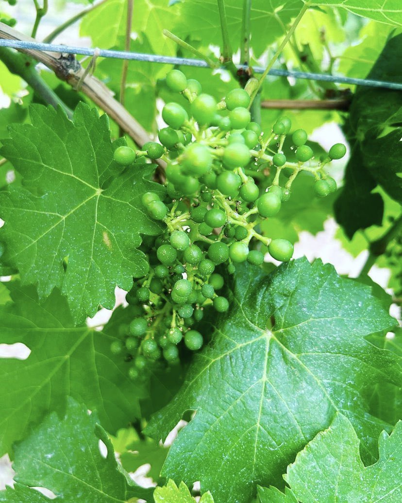 mooncurser's tweet photo. Farming is farming, always at the whim of Mother Nature. We so appreciate the amazing support we see from our customers of Moon Curser, the BC wine industry &amp; all BC farms🙏

Left 📸 is our Carménère June 15 2023. Right 📸 is Carménère June 29, 2022. 
🌿➡️🌼➡️🍇
#BCWine #BCFarm https://t.co/CBL6DNVRpF