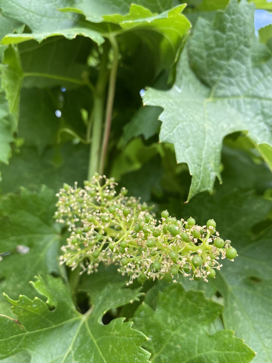 mooncurser's tweet photo. Farming is farming, always at the whim of Mother Nature. We so appreciate the amazing support we see from our customers of Moon Curser, the BC wine industry &amp; all BC farms🙏

Left 📸 is our Carménère June 15 2023. Right 📸 is Carménère June 29, 2022. 
🌿➡️🌼➡️🍇
#BCWine #BCFarm https://t.co/CBL6DNVRpF