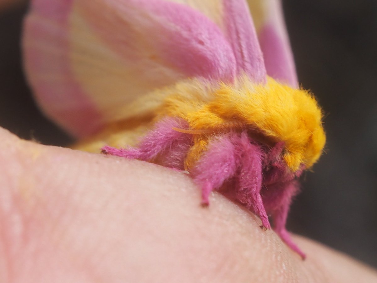 BugCatcher_Mark's tweet photo. My first ever Rosy Maple Moth. #punkrock #moth #invertebrate #entomology #oklahoma #nature #NaturePhotography https://t.co/GLyIhqU2Ie
