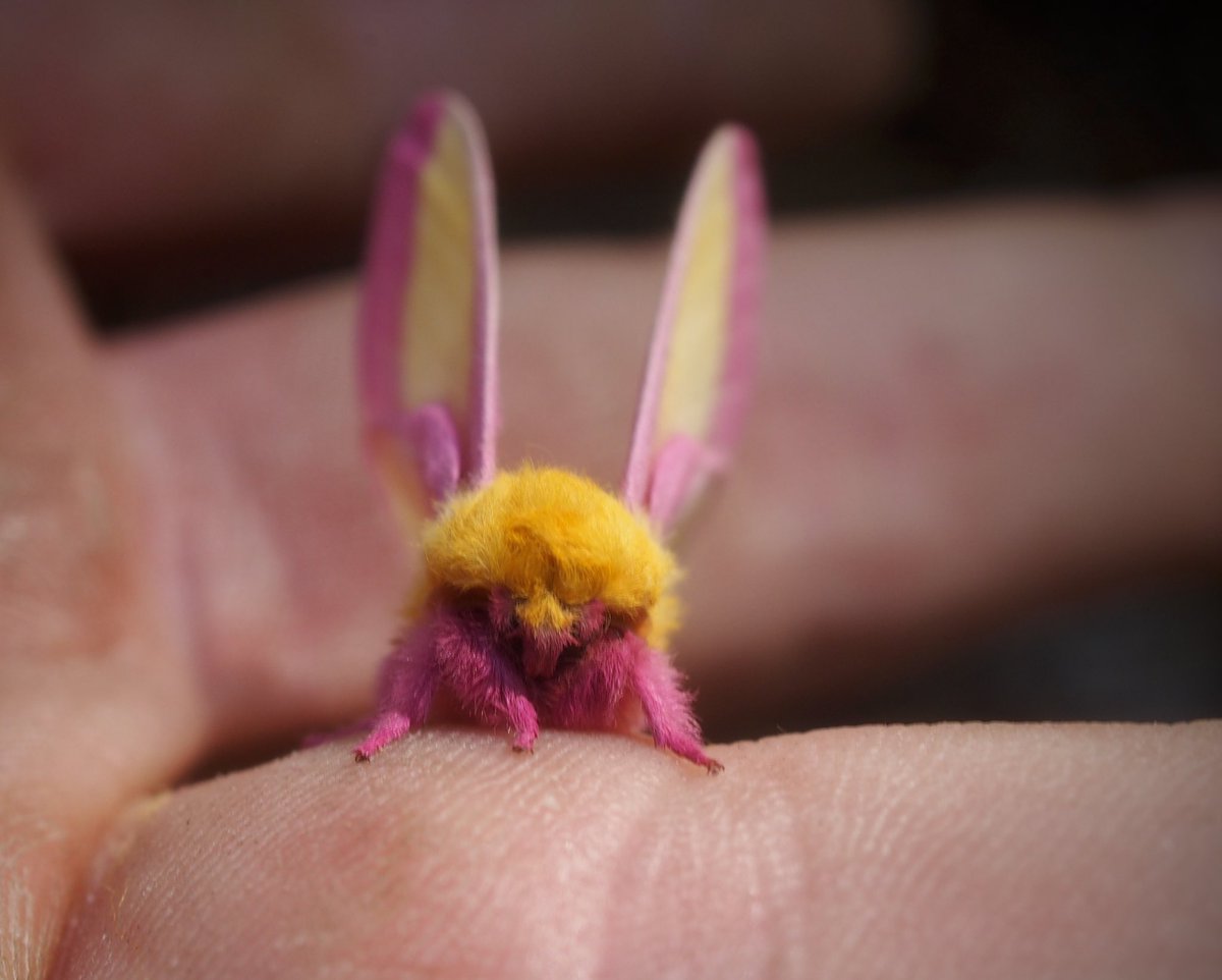 BugCatcher_Mark's tweet photo. My first ever Rosy Maple Moth. #punkrock #moth #invertebrate #entomology #oklahoma #nature #NaturePhotography https://t.co/GLyIhqU2Ie