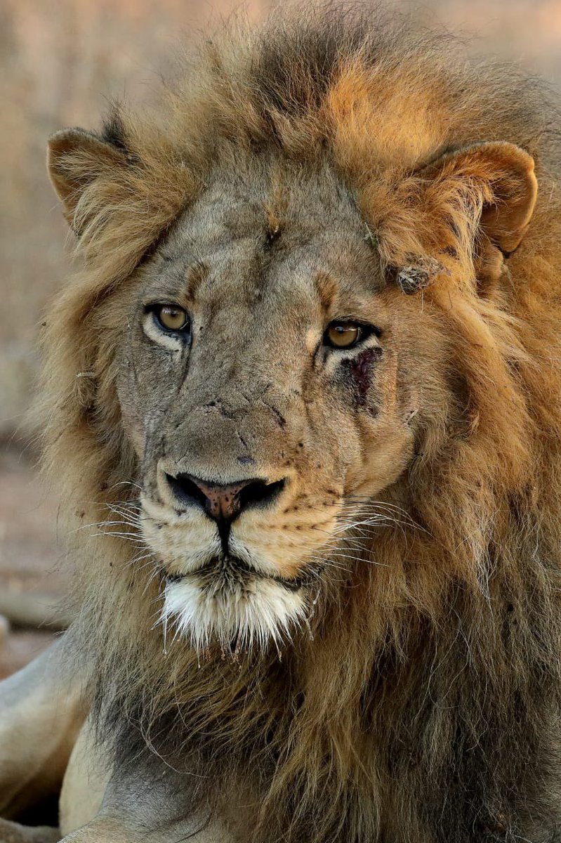 THE CHAPUNGU PRIDE

This is a lion from our Chapungu pride. Thirty years ago, Chapungu was a ranch and part of a huge cattle ranch that became Sango in the Save Valley Conservancy in 1993. Today, Chapungu's 150 square kilometres make up a quarter of Sango's 600 square kilometres.