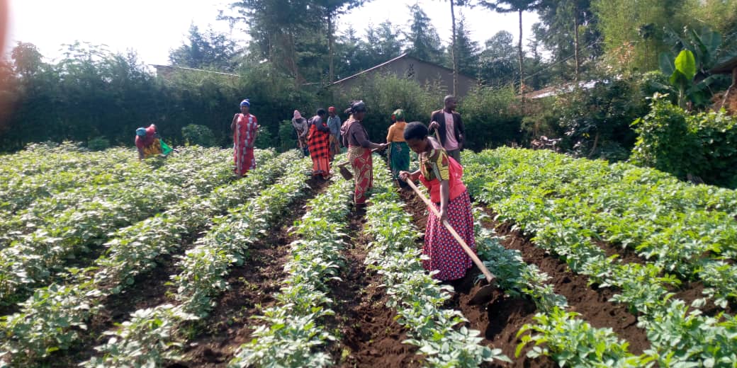 PotatoFpa's tweet photo. There is variability in seasonal calendar for potato growers in @RwandaNorth . Wed, Jun 28 members of @PotatoFpa #Kampangacoop during #Earthingup in seed potato field @MusanzeDistrict @RwandaAgri @Agriterra @AgriterraRwanda @ImbaragaO @spf_ikigega @Agripool_advice https://t.co/RBaCwmLpt9