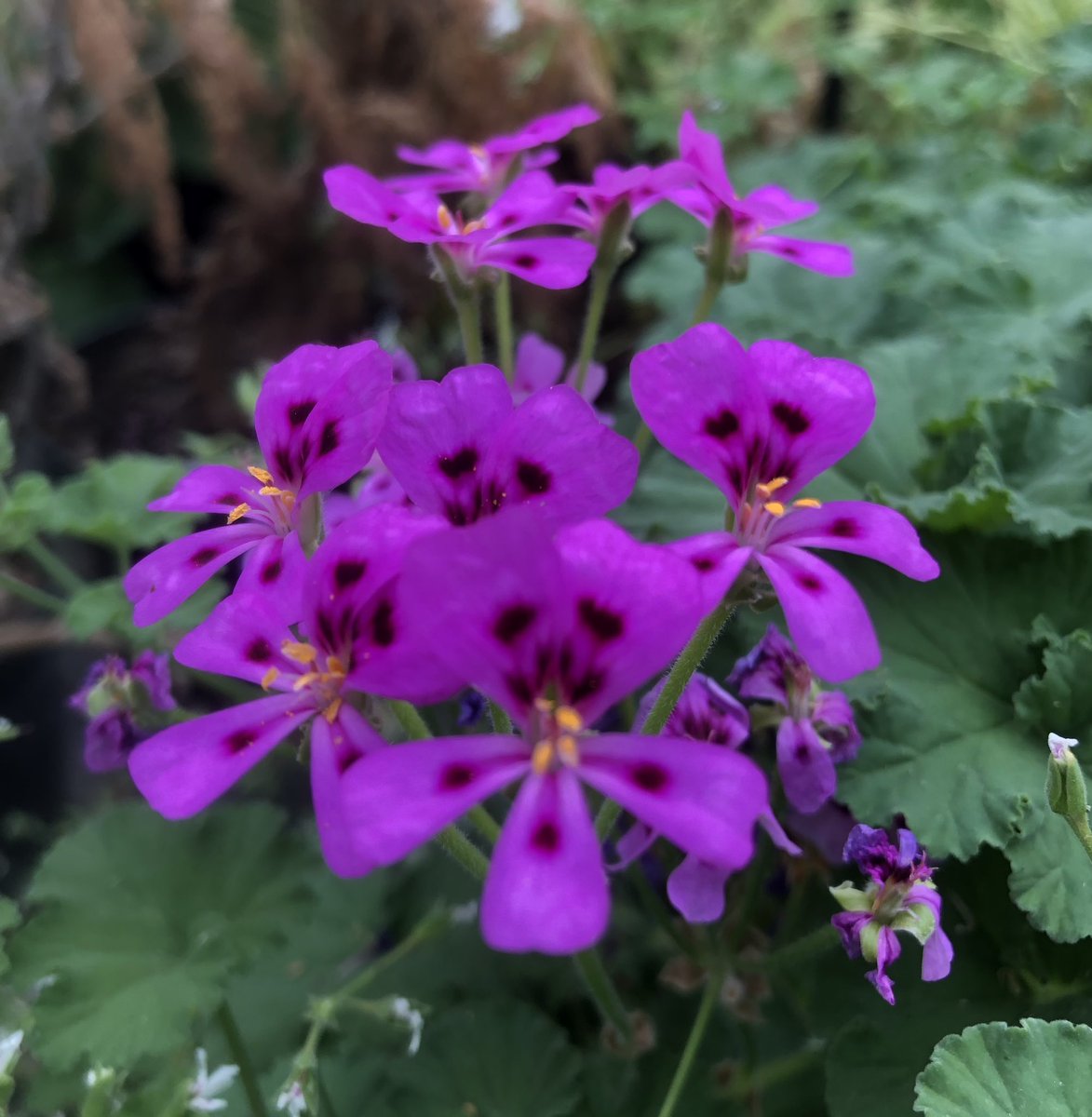 Heather_GKey's tweet image. A dash into the stock house today &amp;amp; I’m stopped in my tracks by this glorious beast. Species Pelargonium magentium. The foliage ain’t all that, as with many species Pellies the heat can cause them to look a bit rough as they go dormant for the hot months but, Wow! Those flowers!!