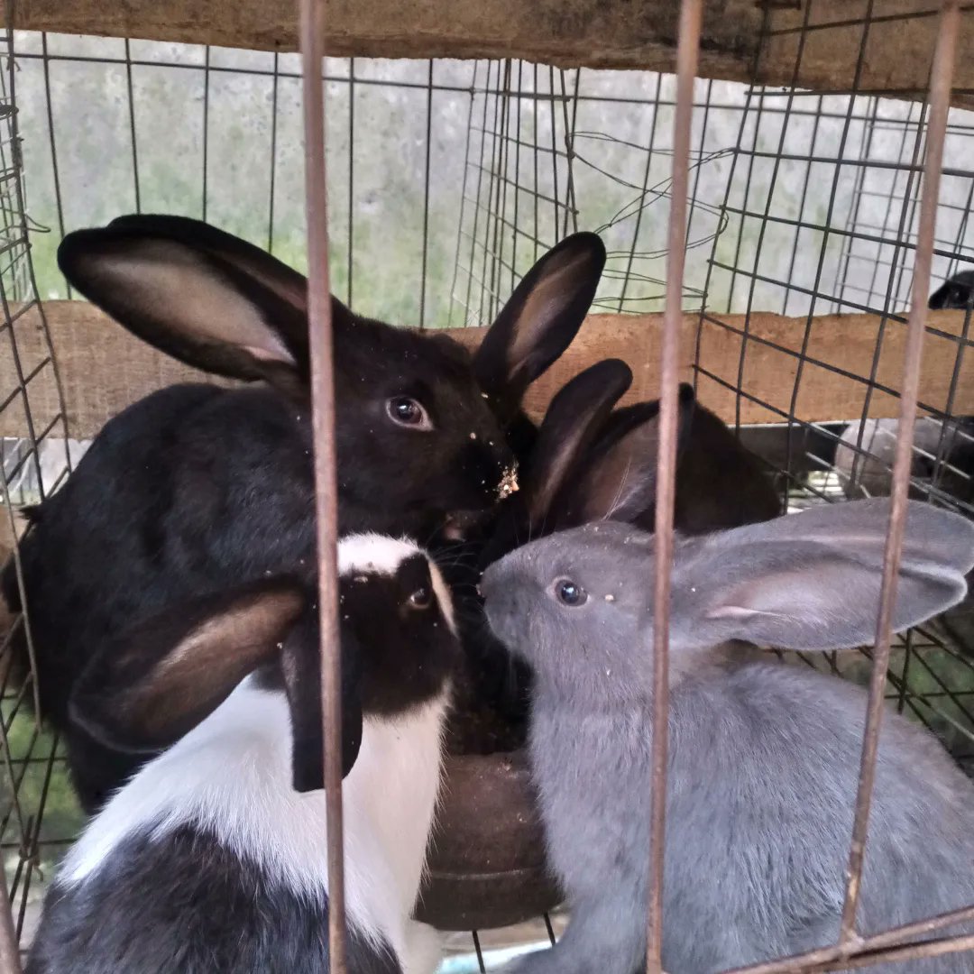 oamifarms's tweet photo. Healthy rabbits https://t.co/ND3qAuM15U