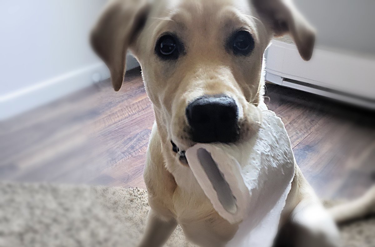 IT's A #BlogPost: I have a 'pupdate' on our wee Katie that turns seven months next week. Is she crazy, or crazy like a FOX?!? I will let you decided
 (Click to read: yagottalaughaboutit.blogspot.com/2023/06/toliet…)