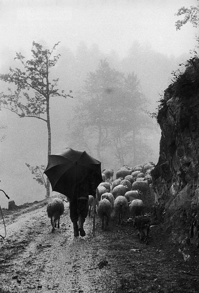 Transhumance In The Pyrenees, 1960 by Edouard Boubat