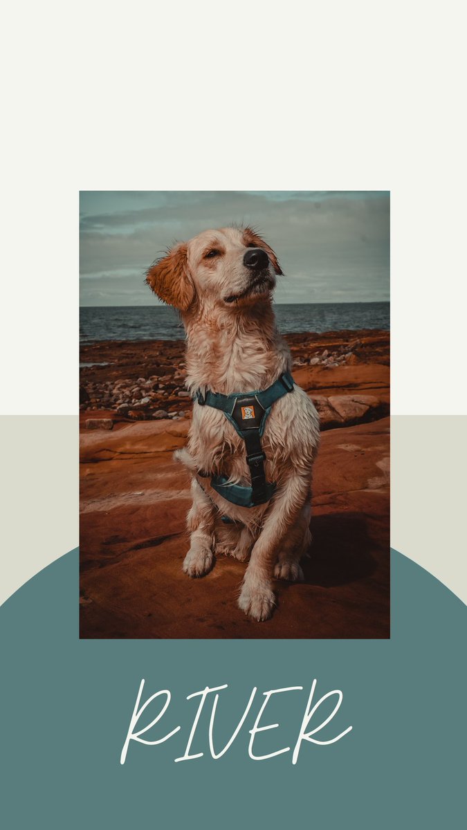 mumofrescuedogs's tweet photo. My #rescuedog River adopted via @AFAfoundation_ Survived being dumped on the streets with parvovirus as a 3 month old #tripod #dog ♥️ #AdoptDontShop #dogs #dogsoftwitter #Goldenretrievers #goldenretriever #Spaniel #SpanielHour #rescuedogs #ukrescuedogs #adoptaturkishrescuedog https://t.co/E96FXc7jk3