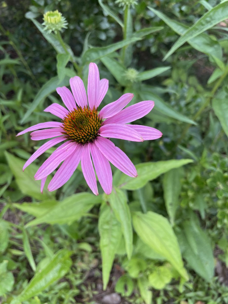 FlanaganBio's tweet photo. TJ Rain garden showing its beauty! Lots of variety, and changes over time, as the season progresses. Fascinating to watch plants transform themselves—how do they do that?🤔#NatureBreak https://t.co/xhUfmhohHc