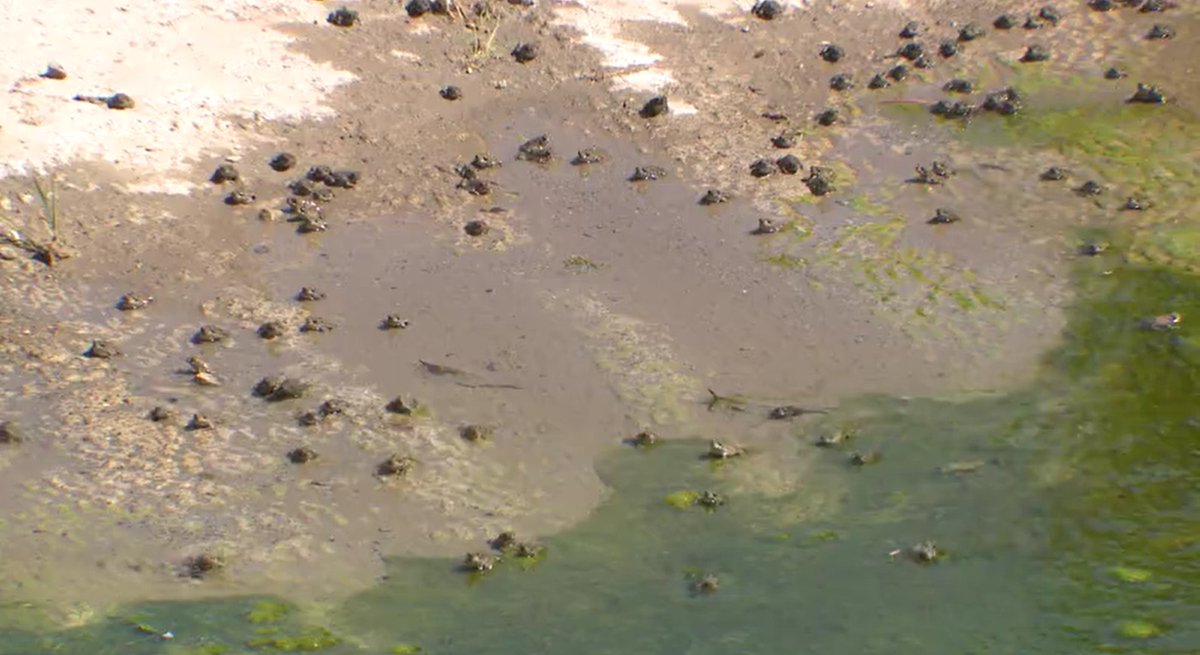 jmmeny's tweet photo. TOAD EXPLOSION: Today I am getting a little wild. Several residents have called into 2 News telling us about frog infestations. But, they are in fact the Western Toad, and biologists tell us it's a positive thing for Northern Nevada. More @KTVN https://t.co/ZWTFqo8Zlj