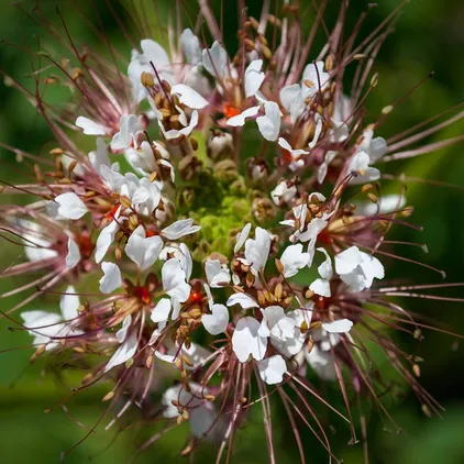 bmmerchant22's tweet photo. Redwhisker Clammyweed https://t.co/KGqBxl3CRQ
