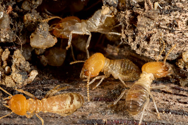 BayonneExtCo's tweet photo. Did you know termites are often called "silent destroyers" because they can cause extensive damage to buildings and structures without being noticed? https://t.co/AnEzJjdlwT