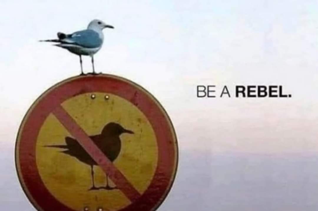 DeadlyCure (@deadly_cure) on Twitter photo 