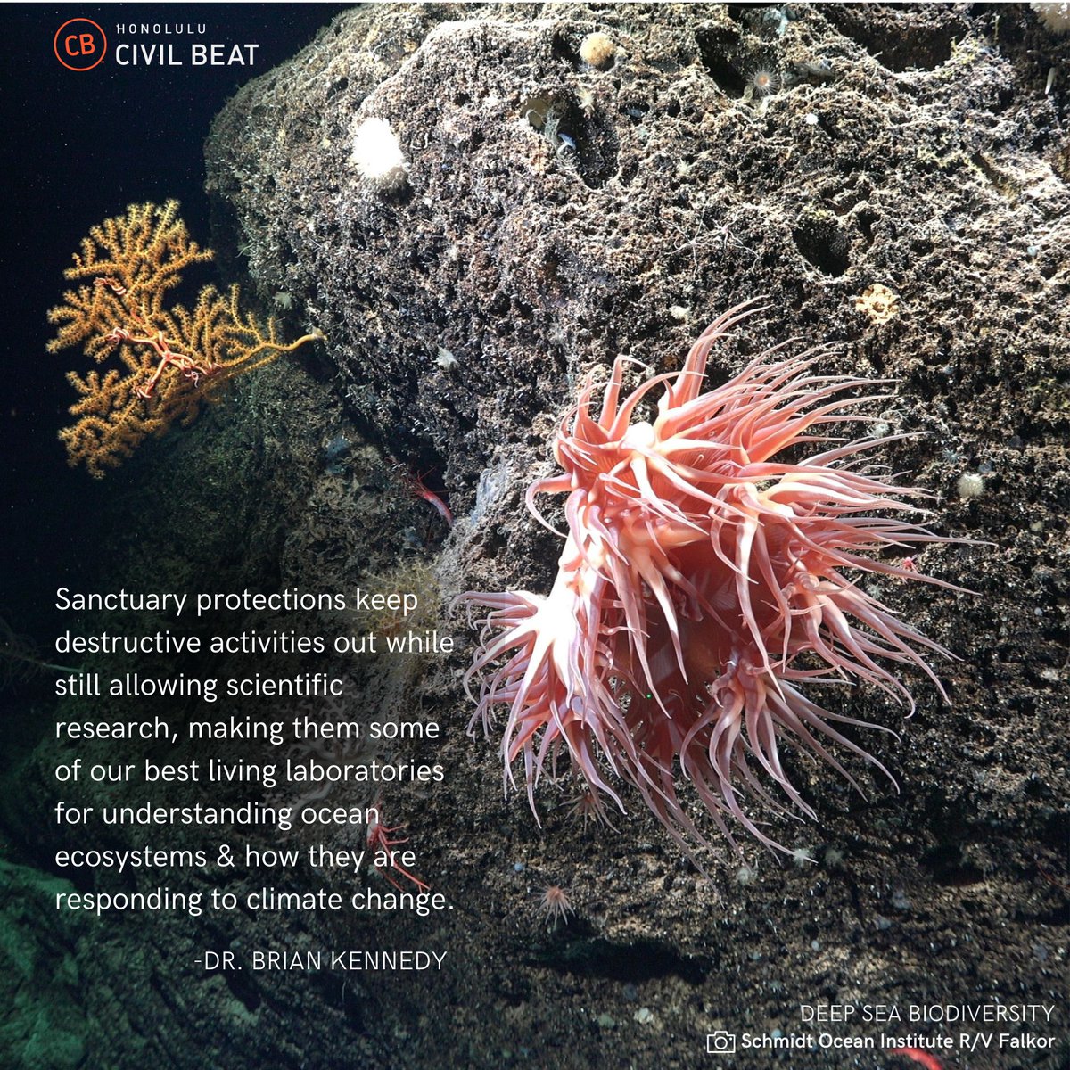 🆕 <a href="/CivilBeat/">Honolulu Civil Beat</a> piece showcases the ancient #deepseacoral forests &amp; bioluminescent organisms that stand to be protected by a proposed #nationalmarinesanctuary in the #PacificRemoteIslands! bit.ly/3PyOPP6 <a href="/NOAA/">NOAA</a> <a href="/EVNautilus/">E/V Nautilus</a> #ProtectPRI