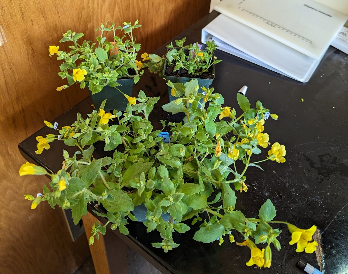 Ah yes, hybrid vigor. It took months of crossing but I think I finally got a single F1 hybrid. Now time to backcross the heck out of it before it dies on me.