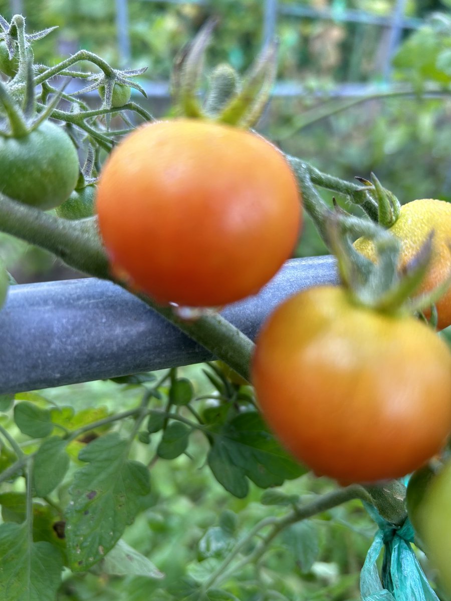 オマおばあちゃんのオクラのピクルス レシピ