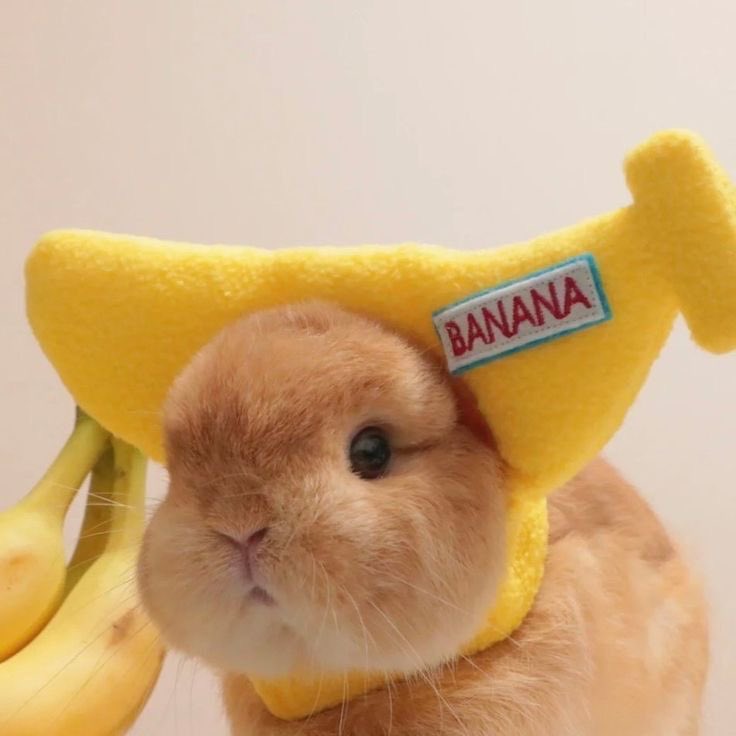 SoftnessDaily's tweet image. cute lil banana 🎀