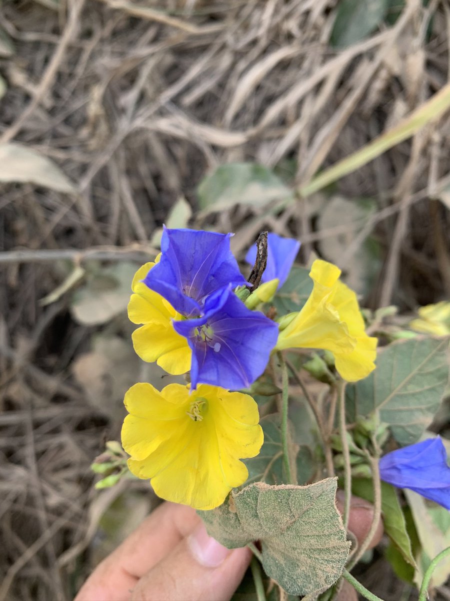 RDS Ribeiro tweet media