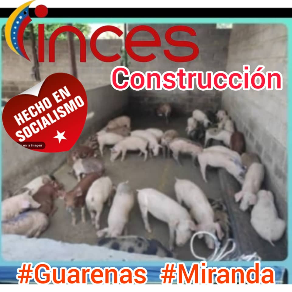 En cochinera terminó bajo iniciativa del Gobierno Municipal, sede de INCES Construcción #Guarenas #Miranda, piara que según concejales PSUV PLAZA será beneficiada y vendida en diciembre para fiestas navideñas. Hay malestarvecinal <a href="/DespeloteN/">Despelote noticias</a> #Guarenaspidecuentas <a href="/ServPublicosVe/">Servicios Públicos Vzla</a>