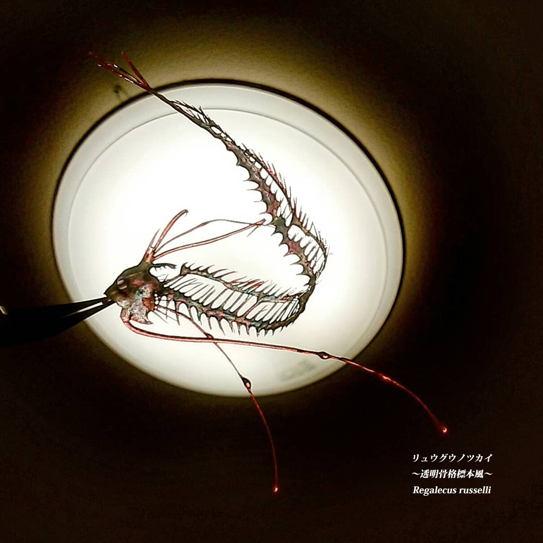 「リュウグウノツカイ(透明標本風) おはようございます 最近、制作が間に合わずイベ」|我流切紙人 ✨5/20・21（土日）デザフェスF-290・291✨のイラスト