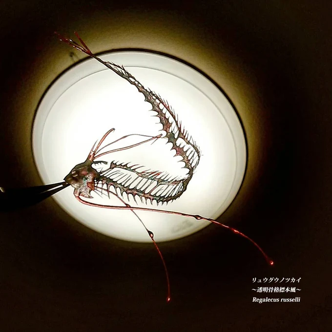 リュウグウノツカイ(透明標本風) おはようございます 最近、制作が間に合わずイベントでご希望いただきながら在庫がなく失礼しておりましたが久々に数点制作中です! ※画像は過去作  今週末に名古屋で開催 #いきものづくし2023 にて2点限定ですが 間に合う予定です