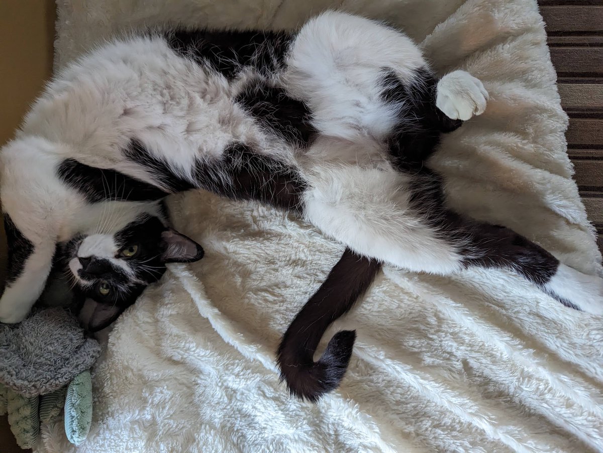 'This is absolutely NOT a trap, pet this belly all you want'