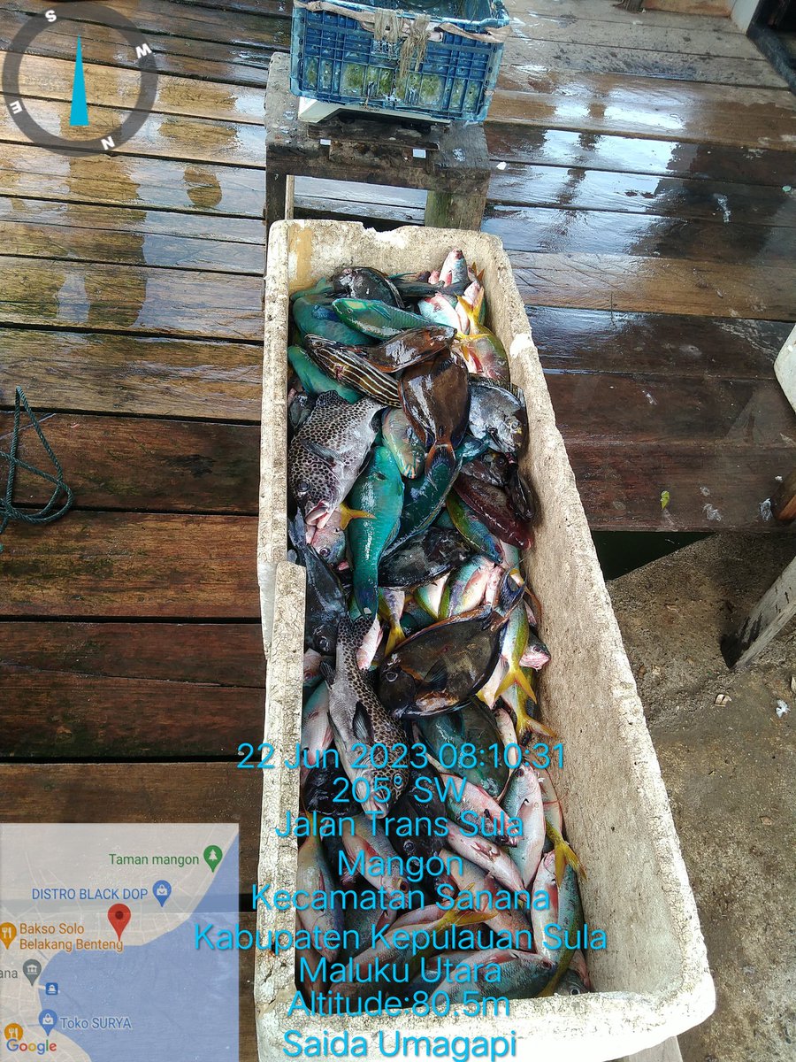 SaidaUmagapi's tweet photo. Kamis 22/06 Saida Umagapi Luhkan Sula,Di KUB Gehedit melaporkan Tangkapan ikan dasar campuran Alat tangkap hendline Juni 2023 sebanyak 150 kg,harga jual Rp.35,000/kg
#GiatluhkaSatminkalBp3Ambon
#Bp3_Ambon @LuhlaporKp
#Sula #Tangkap https://t.co/2rI704MntG