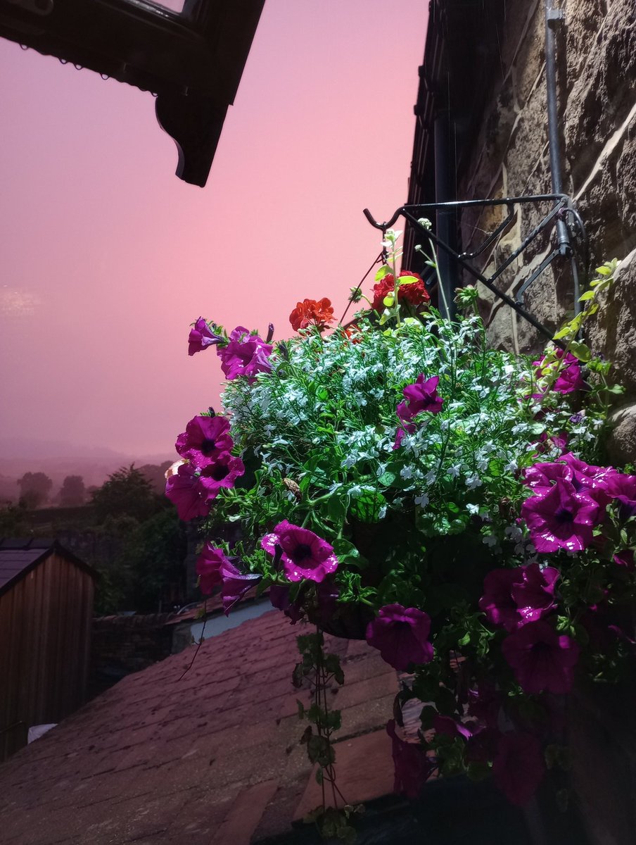 Simon 🐝 Temple @simonbtemple@mstdn.social tweet media