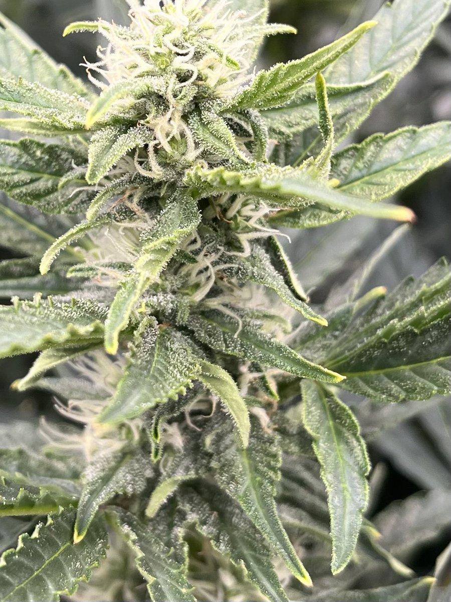 PushnPhosphorus's tweet photo. Sapphyre by @Speedrunseeds is a frost monster at a mere day 45. And her scentโฆshe will be excellent live rosin๐
#cannabis #Cannaland #marijuana #GreanLeopard #Autopots #SaltyCrops #Speedrunseeds https://t.co/I7uuQAO1Z9