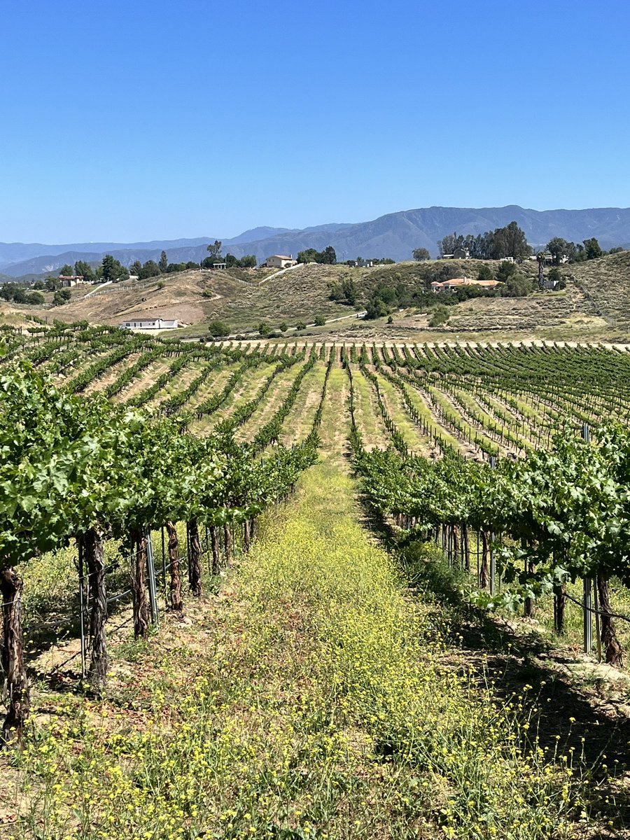 Our old-vine #zinfandel planted in 1969 by original owners, Vince & Audrey Cilurzo. 

#avensolewinery #visittemecula #liveglassfull