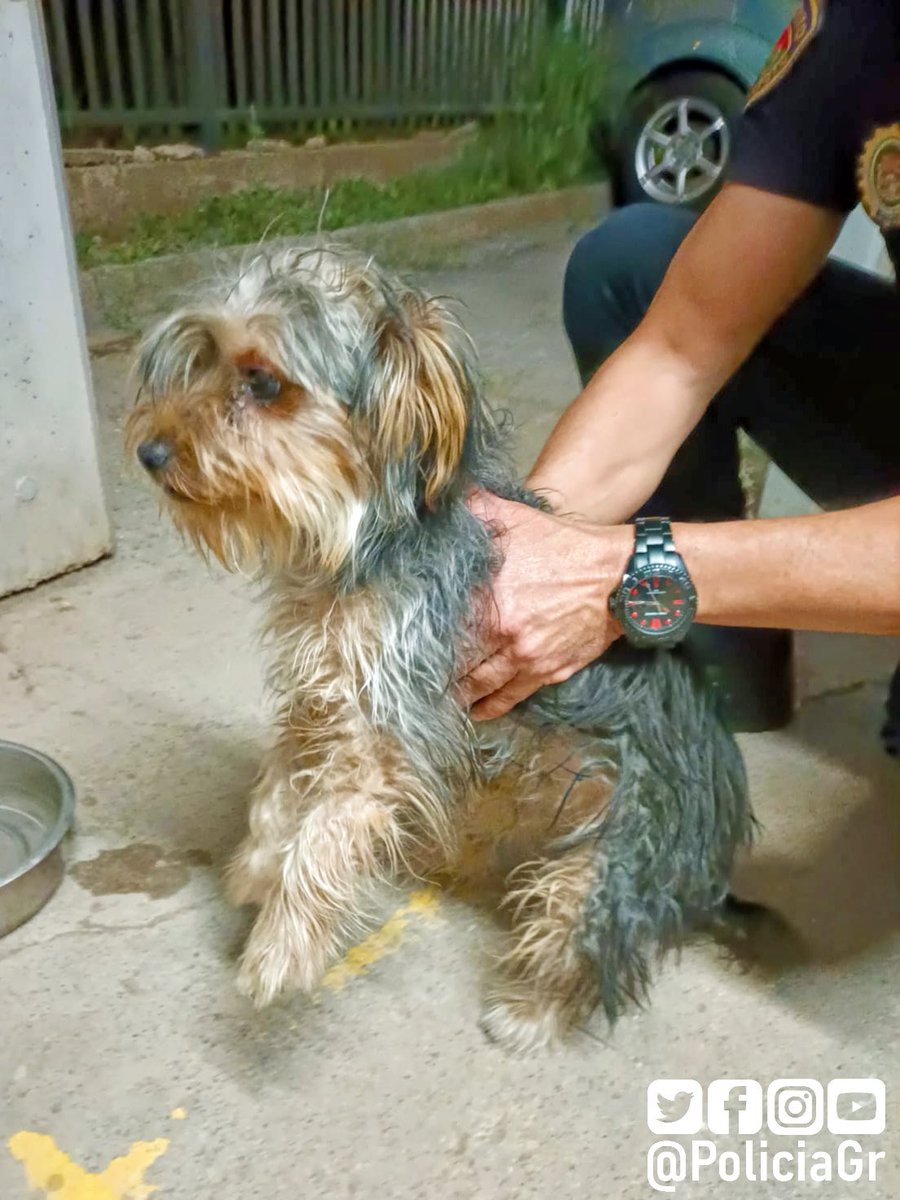 Este peludete ha sido localizado por zona del PTS. Quien lo ha encontrado nos lo ha traído a jefatura, pero no tiene chip.
Esta noche la pasará con nosotros y mañana será llevado a dependencias de Protección Animal.
Difunde por si alguien lo ha perdido.
#Retuit