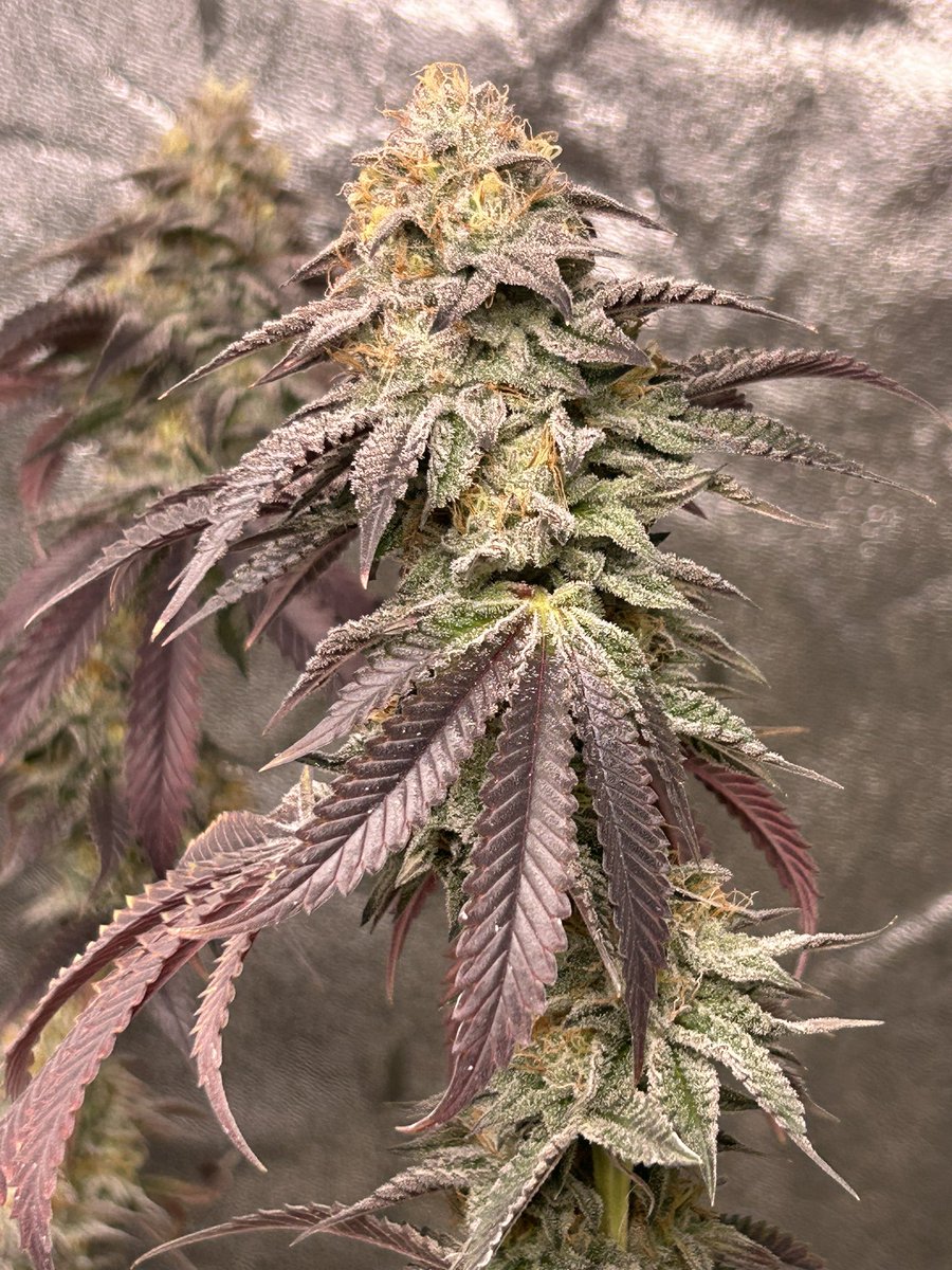 O-Face @exoticgenetix  

#growyourown #itsalifestyle #cannabis #cannabisculture  #CannabisCommunity