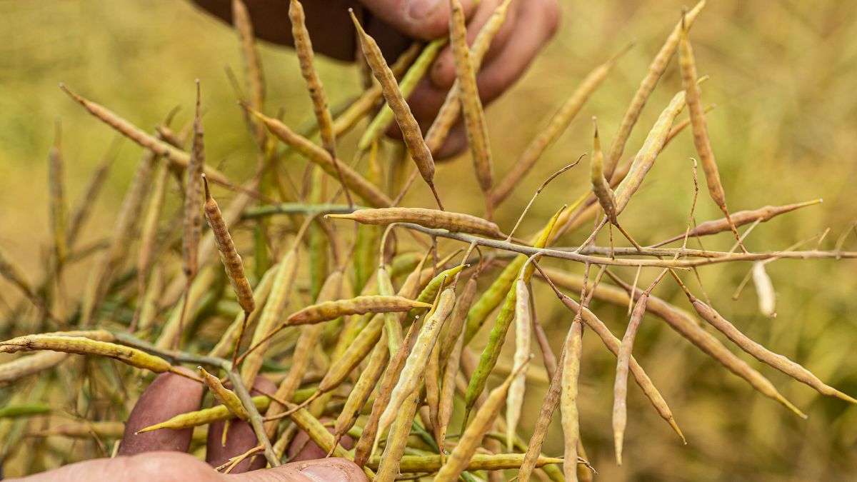 The European Union (EU) has announced a significant reduction in the maximum residue limits (MRLs) for the herbicide haloxyfop on canola. The MRL will be reduced from 0.2 milligrams per kilogram to just 0.005mg/kg: bit.ly/3JC6lOC