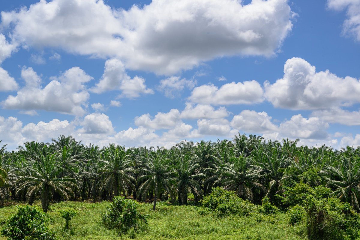 Happy Elephant USA tweet media