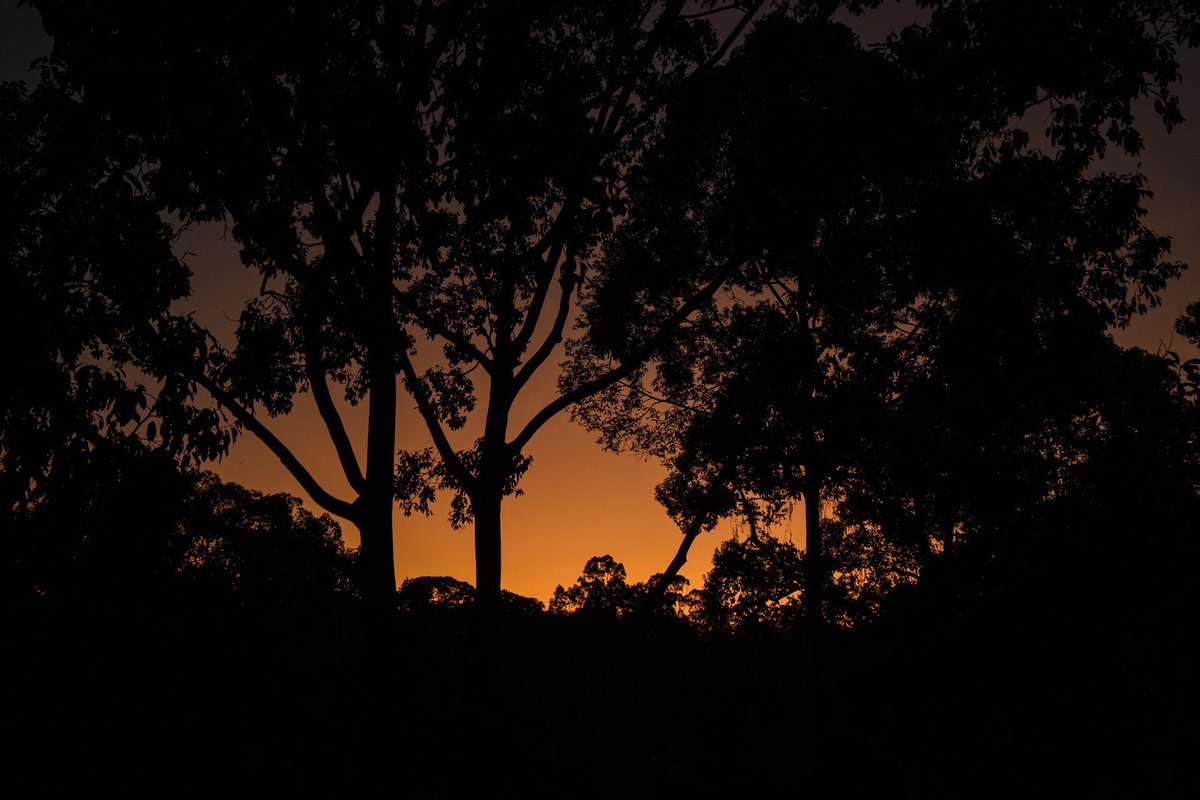 Happy Elephant USA tweet media