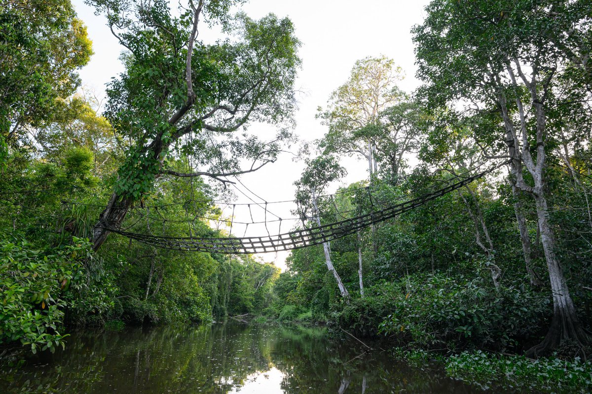 Happy Elephant USA tweet media