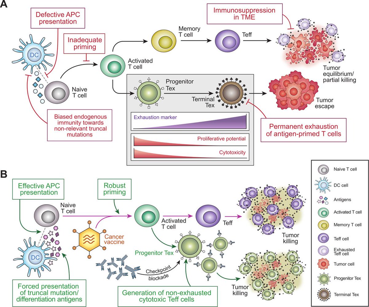 PatrickHwuMD's tweet image. Will #cancer vaccines ever be effective against common cancers? Much needs to be done, but the future is bright as outlined in this excellent review article by Ryan Chang, @gulleyj1 and @lawfong! jitc.bmj.com/content/11/6/e…