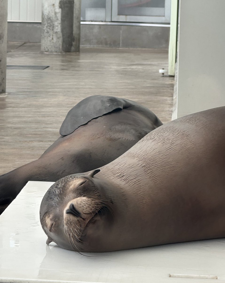 Fa6aim's tweet photo. Okay so i missed diving and the ocean so i went to the aquarium and this was the seal https://t.co/gaVGEptduh