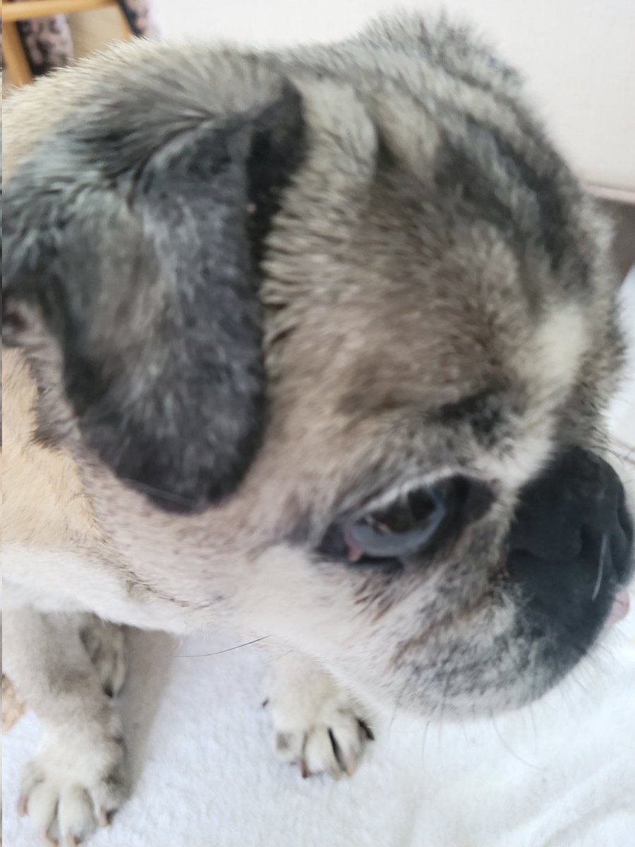@ScribblePug Caymus pug here from #Massachusetts 
I'm sitting here getting cookies while refusing to pose for a #PugTalk picture!