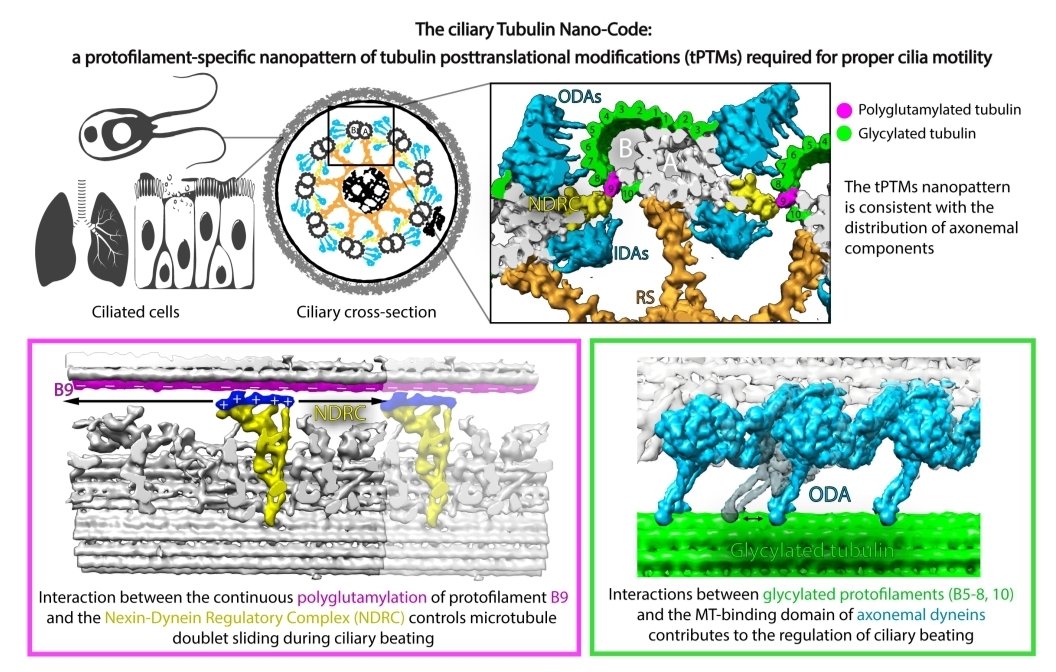 Tubulin nano-code from @GaiaPigino et al! PTMs are localized on a subset of protofilaments in cilia biorxiv.org/cgi/content/sh…