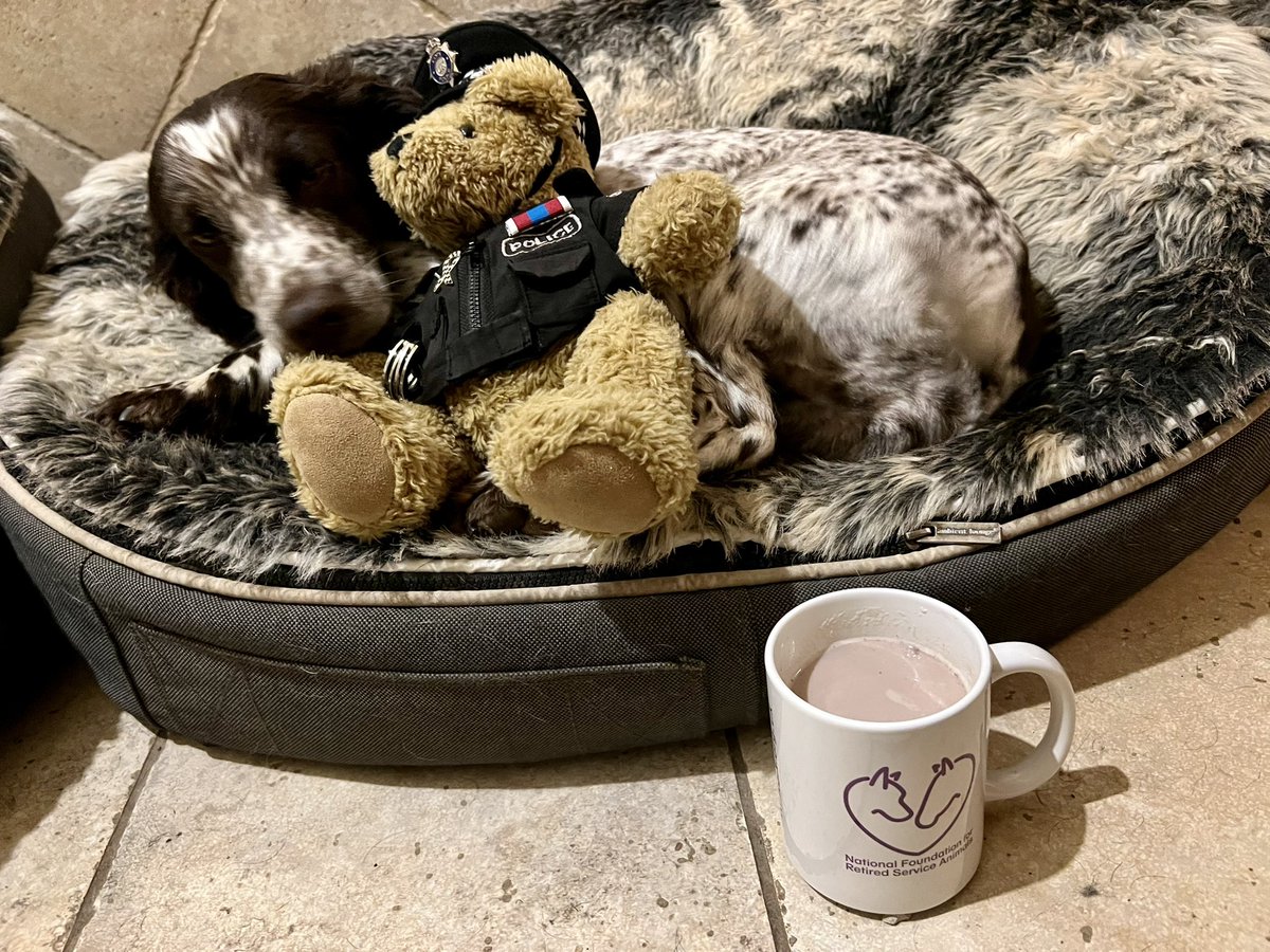 Quick cup of cocoa in his new NFRSA mug, before settling down for a snooze. @PCEddieWalker is insisting on sleeping with the #NFRSA pack.. 

@UK_COPS #followthebear 

#nfrsa #prisondogs #firedogs #borderforce #prison #fireandrescue #dog #retiredpolicedogs #retiredserviceanimals