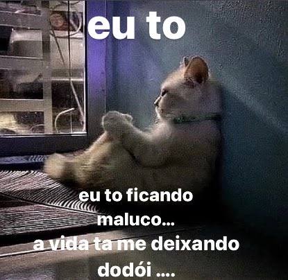 perfil dedicado a gatinhos e peitos (@odeiootaco) on Twitter photo 