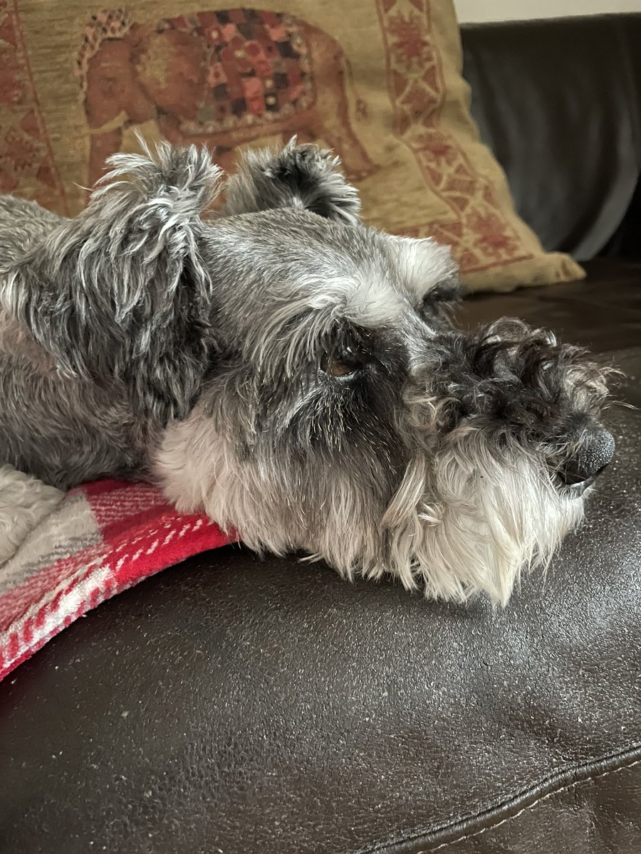 Happy 4th Birthday to the hairy one #SchnauzerGang #dogsoftwitter #minischnauzer