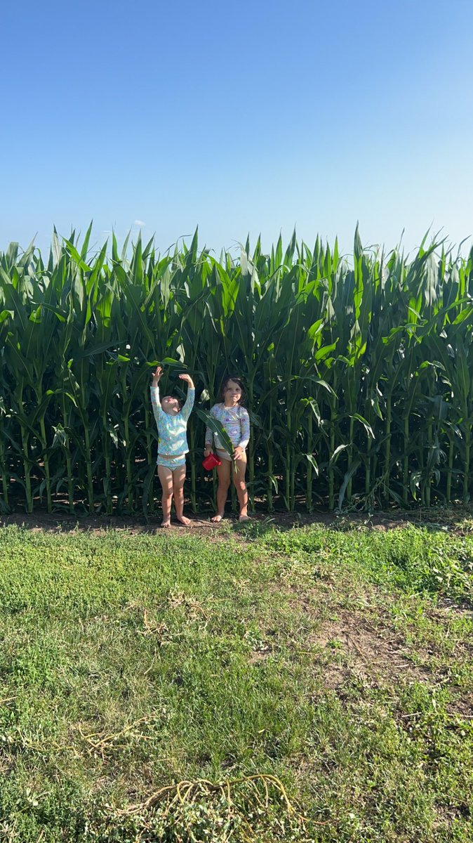 7 days of growth 🌽 #corn <a href="/Asgrow_DEKALB/">DEKALB Asgrow Seed</a>