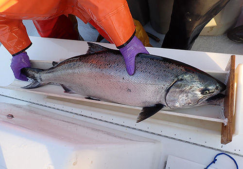 Just in! 

FCP director <a href="/EricPalkovacs/">Eric Palkovacs</a> &amp; PhD student <a href="/BrookMThompson/">Brook</a> recently received award funds from the @UCSC Center for Coastal Climate  Resilience to research restoring Chinook salmon to the Klamath River! The research will connect genetic science &amp; traditional knowledge 🎣
