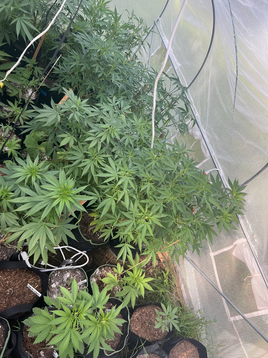 It’s just me and the gang. #CannaLand #Growmies #GrowYourOwn #GreenLeopard #OnlyPlants #StonerFam #CannabisCommunity #CannabisCultivation
#SeaofBeam
#CannabisCulture