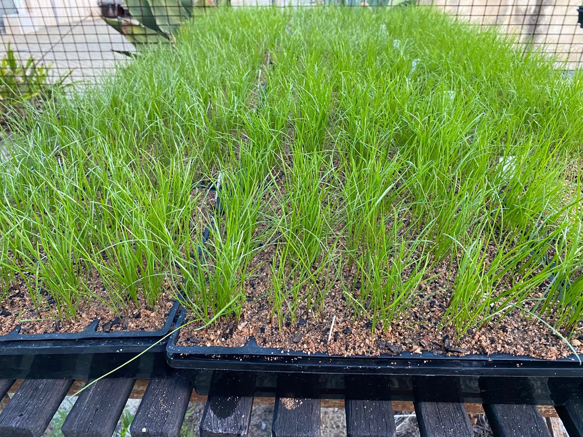 The spectacular journey of Mateno Complete applied post-emergence at 1L/ha to 400 ryegrass samples on 17th May at UWA <a href="/AHRI_Team/">AHRI</a> .  Ryegrass density was very large (ranging to an equivalent of 5,000 - 12,000 seedlings per sqm).